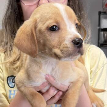 Gameboy -  Mixed Breed Dog for Adoption in Rockville, Maryland - Gameboy | PetCurious