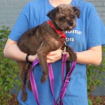 Monkey -  Terrier and Mixed Breed Dog for Adoption in Elk Grove Village, Illinois - Monkey | PetCurious