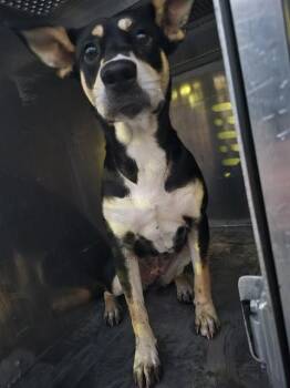 Labrador Retriever and Beagle Dogs Available for Adoption - WILHELMINA | PetCurious