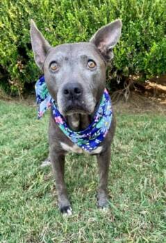 ABUELA -  Pit Bull Terrier Dog for Adoption in Tulsa, Oklahoma - ABUELA | PetCurious