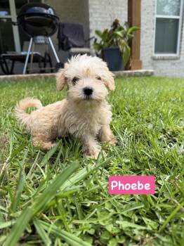 Friends group phoebe -  Miniature Poodle and Shih Tzu Dog for Adoption in Semmes, Alabama - Friends Group Phoebe | PetCurious
