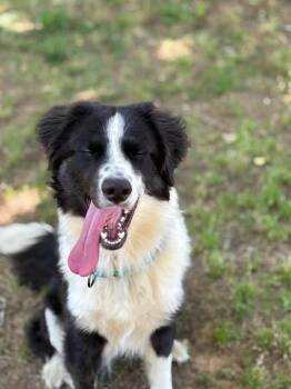 Border Collie Dogs Available for Adoption in Dacula, Georgia - Aristotle | PetCurious