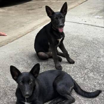 Olivia -  Shepherd Dog for Adoption in Decatur, Georgia - Olivia | PetCurious