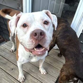 Hazel -  American Bulldog Dog for Adoption in Zuni, Virginia - Hazel | PetCurious
