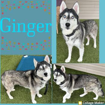 Rescue Husky Dogs for Adoption in Clearfield, Pennsylvania - Ginger | PetCurious