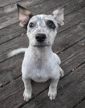 Mille Lacs* -  Australian Cattle Dog Blue Heeler Dog for Adoption in Brooklyn Center, Minnesota - Mille Lacs* | PetCurious