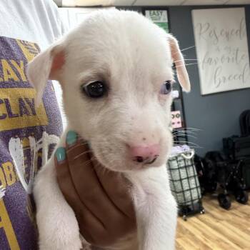 Boy #3 -  Husky and Pit Bull Terrier Dog for Adoption in Austell, Georgia - Boy #3 | PetCurious
