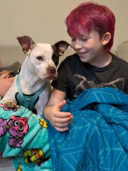 Angel Lena -  Pit Bull Terrier Dog for Adoption in Aurora, Indiana - Angel Lena | PetCurious