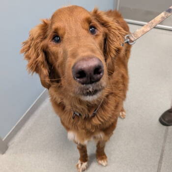 Rescue Golden Retriever Dogs for Adoption in New Castle, Delaware - Rylo | PetCurious