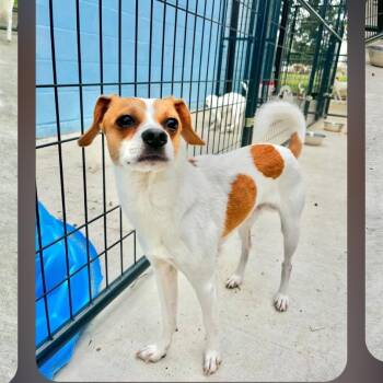 SECOND SON -  Jack Russell Terrier and Chihuahua Dog for Adoption in Bee Cave, Texas - SECOND SON | PetCurious