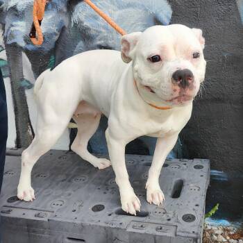 Pearl -  Pit Bull Terrier Dog for Adoption in Jersey City, New Jersey - Pearl | PetCurious