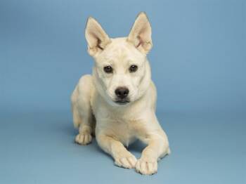 ANGEL -  Husky and Pug Dog for Adoption in Phoenix, Arizona - ANGEL | PetCurious