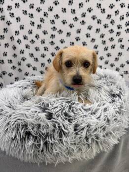 Terrier Dogs Available for Adoption in Brookings, Oregon - Iggy | PetCurious