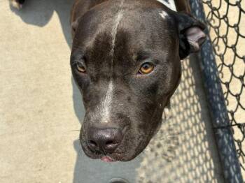AUGUST -  Pit Bull Terrier Dog for Adoption in Tulsa, Oklahoma - AUGUST | PetCurious
