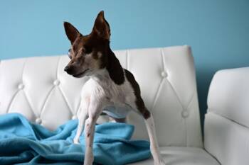 Rat Terrier and Toy Fox Terrier Dogs Available for Adoption in Minneapolis, Minnesota - Sugar Plum | PetCurious