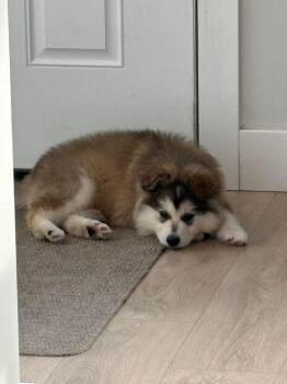 Siberian Husky and Mixed Breed Dogs Available for Adoption - Bernie | PetCurious