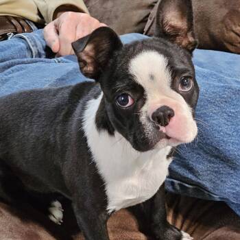 Boston Terrier Dogs Available for Adoption in Martinsville, Indiana - Kringle | PetCurious