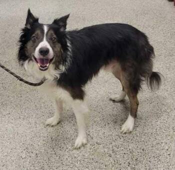 Icarus -  Border Collie and Mixed Breed Dog for Adoption in Kansas City, Missouri - Icarus | PetCurious