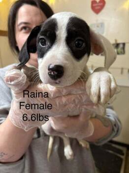Johnson Rs : Raina -  Boxer and Australian Shepherd Dog for Adoption in Aurora, Indiana - Johnson Rs : Raina | PetCurious