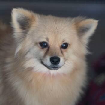Pomeranian Dogs Available for Adoption in Peyton, Colorado - Tina (D25-173) | PetCurious