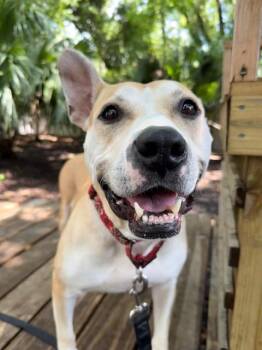 Emory -  Mixed Breed Dog for Adoption in Charleston, South Carolina - Emory | PetCurious