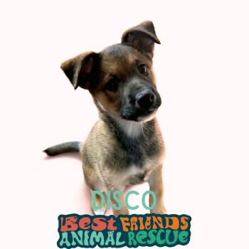 Disco -  Husky and Labrador Retriever Dog for Adoption in Wasilla, Alaska - Disco | PetCurious