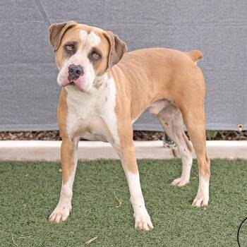 Timberland -  American Bulldog and Boxer Dog for Adoption in Abilene, Texas - Timberland | PetCurious