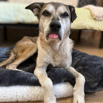 Rescue Akita Dogs for Adoption in San Francisco, California - Lae'zel 13503 | PetCurious