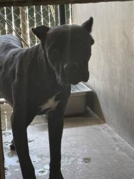 DANNY PHANTOM -  Cane Corso Dog for Adoption in San Bernardino, California - DANNY PHANTOM | PetCurious