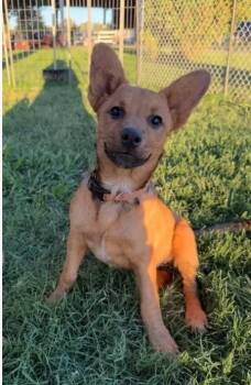 Penny -  Shepherd and Cattle Dog Dog for Adoption in Davis, California - Penny | PetCurious