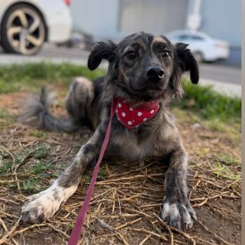 Terrier Dogs Available for Adoption - Ray | PetCurious