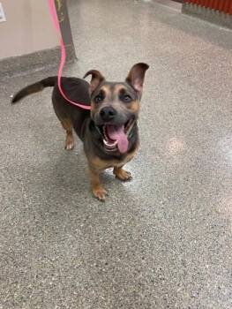 Stacks -  Fox Terrier and Mixed Breed Dog for Adoption in Kansas City, Missouri - Stacks | PetCurious
