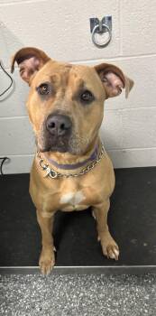 American Staffordshire Terrier Dogs Available for Adoption in White Cloud, Michigan - Sarah | PetCurious