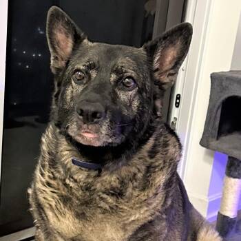 Rescue Dutch Shepherd and German Shepherd Dog Dogs for Adoption in Richmond Hill, Ontario - Lizzie | PetCurious