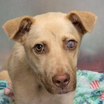 Vivian -  Mixed Breed Dog for Adoption in Greenville, South Carolina - Vivian | PetCurious