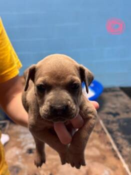 Rescue Boxer and Mixed Breed Dogs for Adoption in Moultrie, Georgia - Aileen | PetCurious