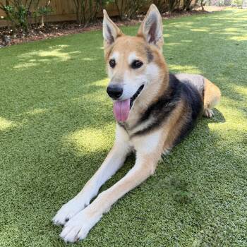 Max -  German Shepherd Dog Dog for Adoption in Hilton Head Island, South Carolina - Max | PetCurious