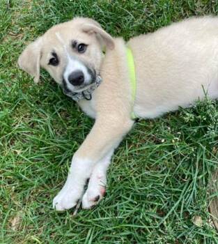 Classic Authors Litter - Hemingway -  Great Pyrenees and Mixed Breed Dog for Adoption in Savage, Minnesota - Classic Authors Litter - Hemingway | PetCurious