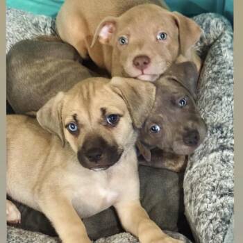 Byron -  Pit Bull Terrier Dog for Adoption in Los Angeles, California - Byron | PetCurious