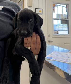 Rapunzel -  Great Dane and Golden Retriever Dog for Adoption in Ontario, California - Rapunzel | PetCurious