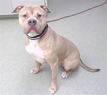 Boxer and Mixed Breed Dogs Available for Adoption - CARP | PetCurious