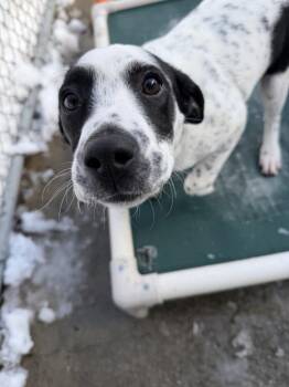 Hound Dogs Available for Adoption - Maxine | PetCurious