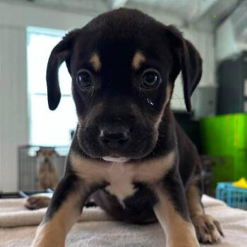 Wolverine -  Australian Shepherd and Shepherd Dog for Adoption in Tampa, Florida - Wolverine | PetCurious
