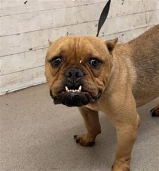 MONTY -  American Bulldog and Mixed Breed Dog for Adoption in San Bernardino, California - MONTY | PetCurious
