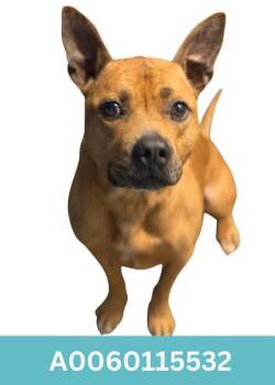 Pit Bull Terrier Dogs Available for Adoption - Barney | PetCurious