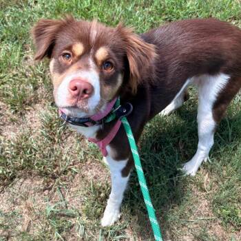Pinky pie -  Mixed Breed Dog for Adoption in Greenville, South Carolina - Pinky Pie | PetCurious