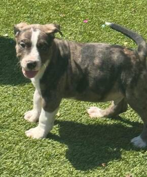 American Staffordshire Terrier Dogs Available for Adoption in San Antonio, Texas - Kevin  | PetCurious