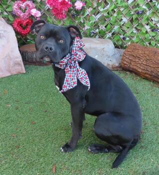 Pit Bull Terrier and Mixed Breed Dogs Available for Adoption - MAX | PetCurious