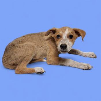 Rescue Cattle Dog Dogs for Adoption in Thousand Oaks, California - Whiskey -- URGENT AND AT RISK!! | PetCurious