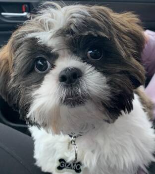 Jethro- PROD TEST- NOT FOR ADOPTION- AIF -  Shih Tzu Dog for Adoption in Bettles, Alaska - Jethro- PROD TEST- NOT FOR ADOPTION- AIF | PetCurious